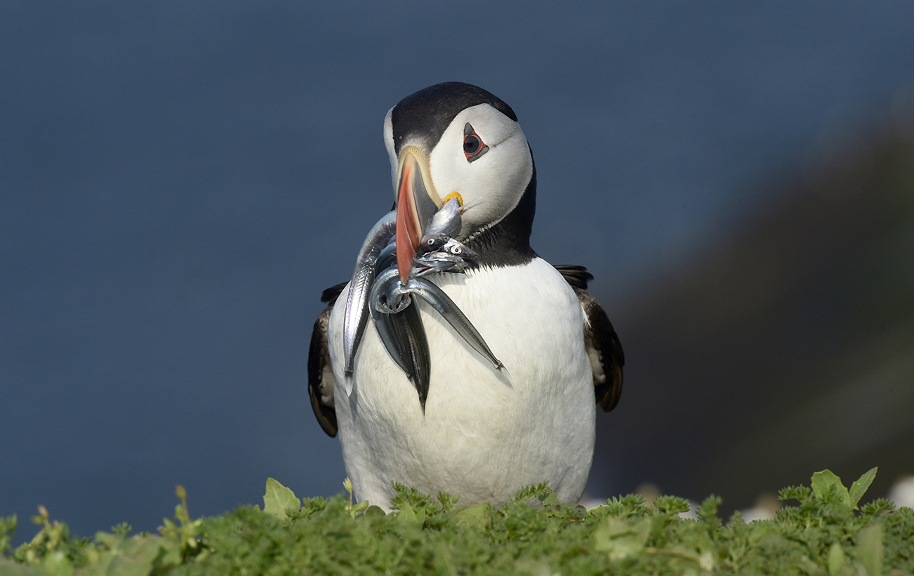 Вакансія мрії: як пожити безкоштовно на мальовничому острові серед тисяч птахів